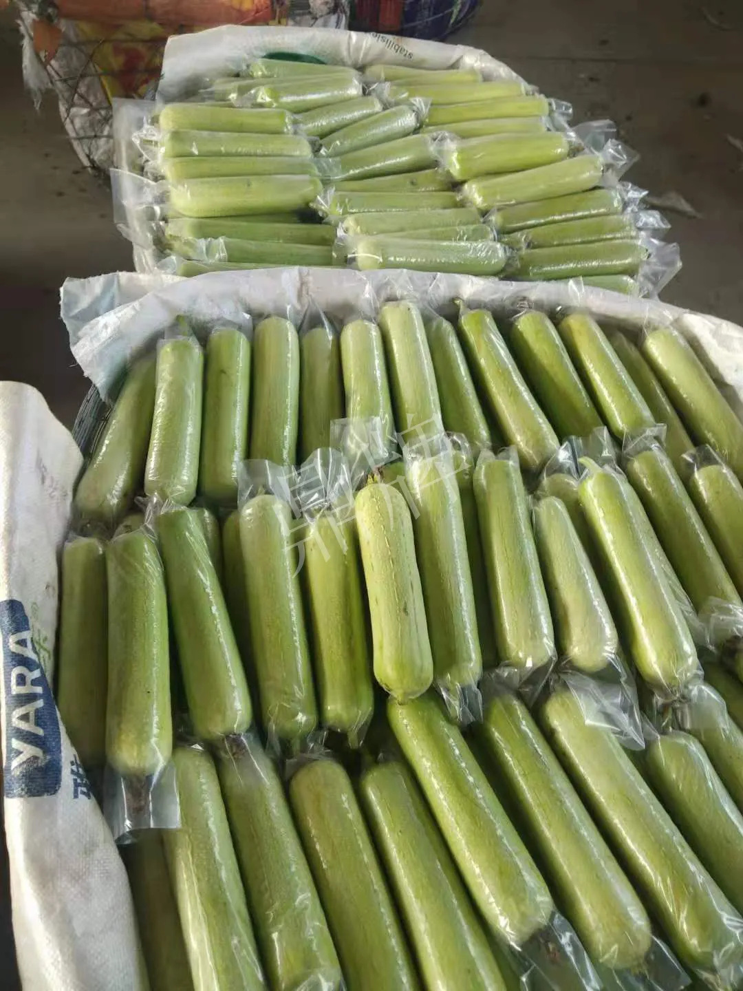 這個絲瓜每畝能掙3萬，沒種植的農(nóng)戶后悔得拍大腿
