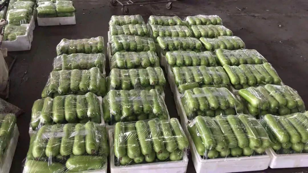 這個品種上市早，價格好！我連續(xù)種了三年，滿意
