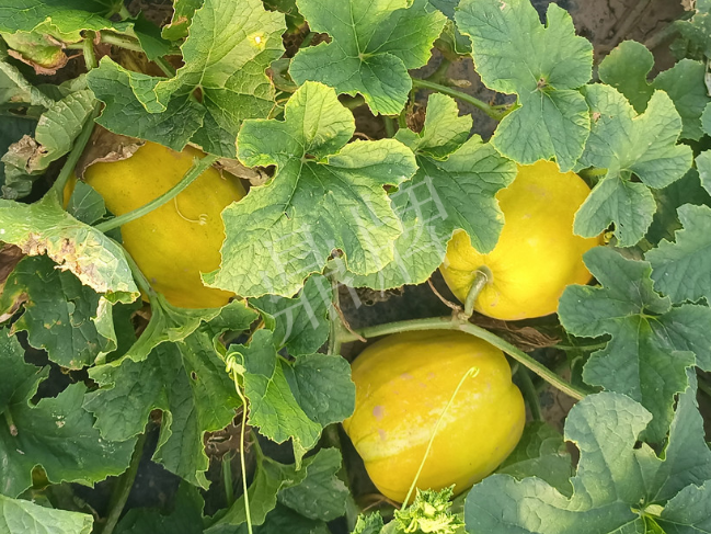蔬菜種子種植戶客戶點(diǎn)評-種它！種它！高溫季節(jié)就種它！