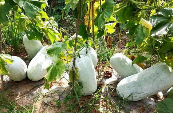 蔬菜種子種植戶客戶點(diǎn)評-驚訝！炎炎烈日下，小孩大聲喊：“大雪球！大雪球……”怎樣一回事？