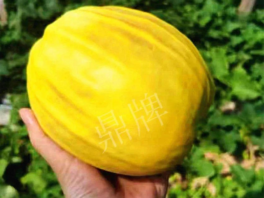 蔬菜種子種植戶客戶點(diǎn)評-我的甜瓜賣20元1市斤，與大家分享…