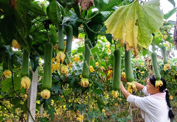 蔬菜種子種植戶客戶點(diǎn)評-8月，持續(xù)高溫下，這種絲瓜少見，少見！