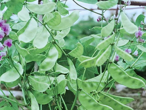 蔬菜種子種植戶客戶點(diǎn)評-鼎牌幫我度難關(guān)，決心助我大豐收！