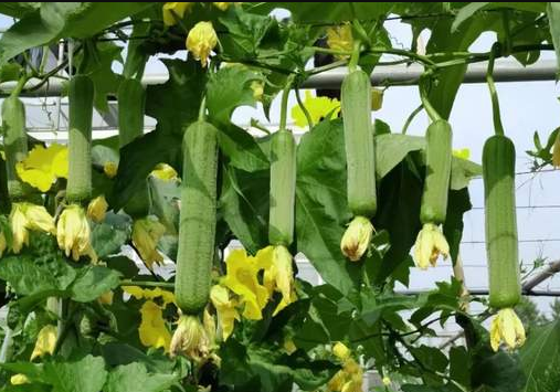 蔬菜種子種植戶客戶點(diǎn)評-每畝收入2萬元！這個(gè)絲瓜品種大受歡迎！