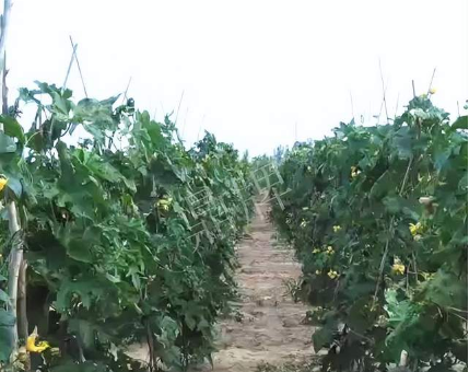 蔬菜種子種植戶客戶點(diǎn)評-種植這個(gè)品種，獲得高收入，老婆的功勞最大
