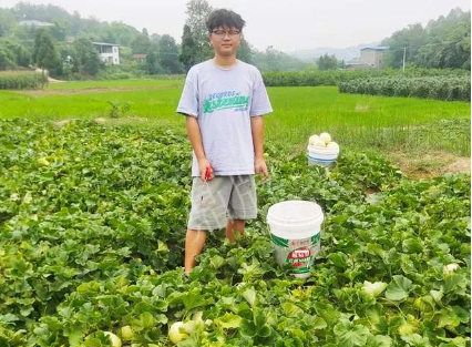 蔬菜種子種植戶客戶點(diǎn)評-甜瓜新品上市，每個(gè)賣9元，很暢銷！