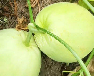 蔬菜種子種植戶客戶點(diǎn)評-我終于找到滿意的甜瓜品種了！