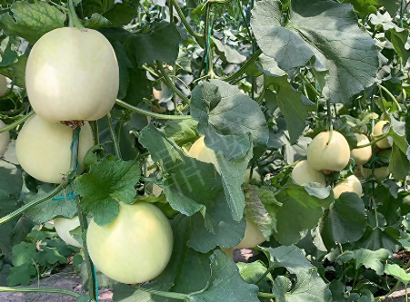 蔬菜種子種植戶客戶點評-“玉奶香2號”甜瓜，真的有那么好嗎？