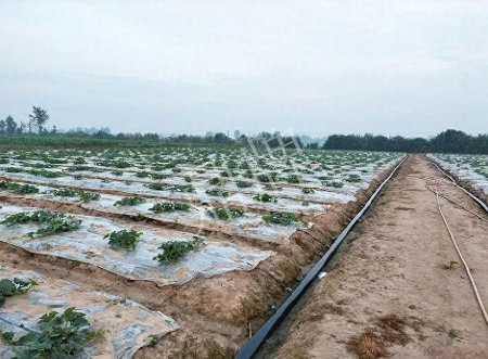 蔬菜種子種植戶客戶點評-80后大廚回鄉(xiāng)種甜瓜，第一年就賺15萬！