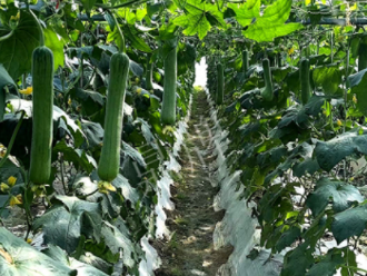 蔬菜種子種植戶客戶點評-高手在民間，浙江蒼南的絲瓜在下半年至春節(jié)，都有大量上市！