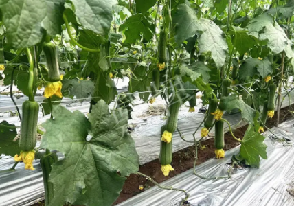 蔬菜種子種植戶客戶點評-這個新品種好不好？？？見證的時候到了！