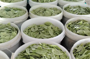 蔬菜種子種植戶客戶點評-時隔20年，我再種這個品種，大家來看看，怎么樣？