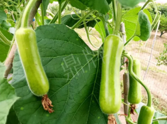 蔬菜種子種植戶客戶點(diǎn)評(píng)-科研人員發(fā)誓研究的一個(gè)抗高溫品種，您可能需要！