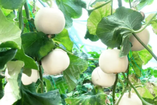 蔬菜種子種植戶客戶點(diǎn)評(píng)-丁老板說：種植這個(gè)品種，獲得了滿意的收入，確實(shí)“爽歪歪”