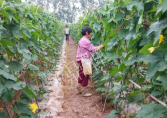 蔬菜種子種植戶客戶點(diǎn)評(píng)-85歲老奶奶，還是種植基地的領(lǐng)頭人，做的怎么樣？一起去看看…