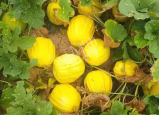 蔬菜種子種植戶客戶點(diǎn)評(píng)-瓜農(nóng)說：“還得是這個(gè)品種?。　?，什么品種讓種植戶如此感慨？