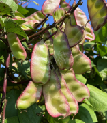 蔬菜種子種植戶客戶點評-價格好得讓種植者笑咪咪的，這個神奇的品種在霜降后還是串串結(jié)莢！