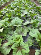 蔬菜種子種植戶客戶點評-第一次種植這種菜，現(xiàn)在可以上市了，大家?guī)臀医ㄗh一下，能賣個什么價格？