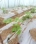 蔬菜種子種植戶客戶點評-超早！超早！我的扁豆2月15日“逆季”上市……
