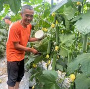 蔬菜種子種植戶客戶點評-干農(nóng)業(yè)，有喜悅嗎？有的，請看！