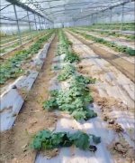 蔬菜種子種植戶客戶點評-三倍體絲瓜到底是斷頭好？還是不斷頭好？看看這位老板的做法……