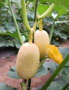 蔬菜種子種植戶客戶點評-瓜菜價格不好，太卷了！看一位種植大戶穩(wěn)穩(wěn)賺錢的經(jīng)驗…