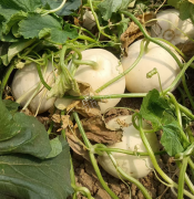 蔬菜種子種植戶客戶點評-我種植的這個品種，稱得上“白馬王子”，與大家分享！