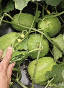 蔬菜種子種植戶客戶點評-瓜商喜歡、消費者喜歡，這個品種就好銷售！