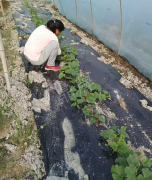 蔬菜種子種植戶客戶點評-我想要一個抗高溫又品質(zhì)優(yōu)良的甜瓜品種，終于找到了！