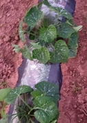 蔬菜種子種植戶客戶點評-一個瓜賣到80多元，它被當?shù)夭宿r(nóng)稱為致富瓜！